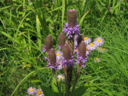 Verbena hastata