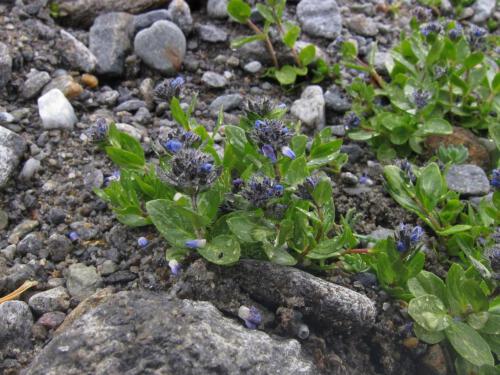 Veronica alpina