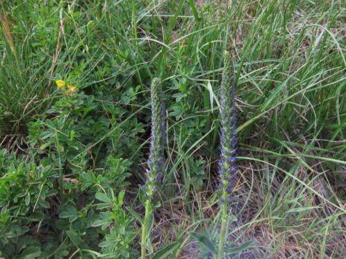 Veronica spicata